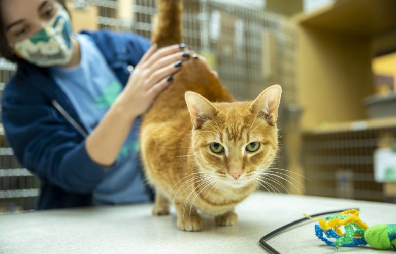 Maddie Aicher, volunteer coordinator petting a cat at Animal Friends Shelter in Pittsburgh, PA (photo by Jay Manning/PublicSource)