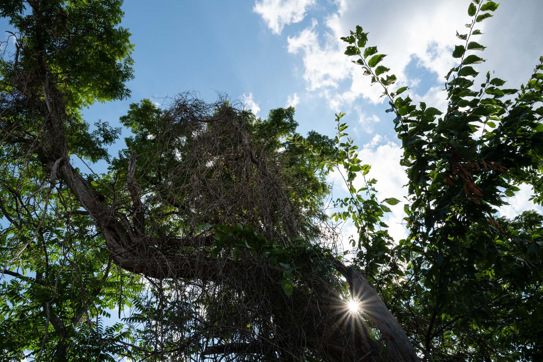 Trees line Highland Park Reservoir No. 2 on Friday, July 12, 2024. (Photo by Quinn Glabicki/PublicSource)